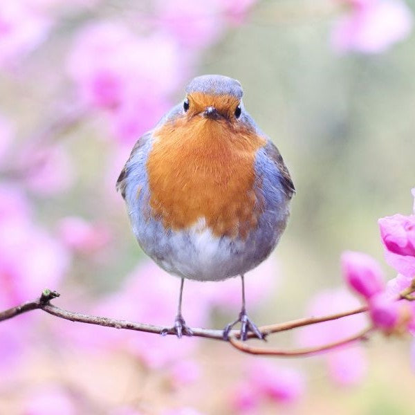 Spring is in the Air